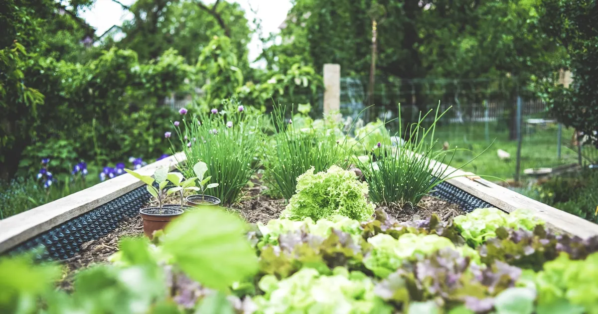 Senior woman tending to plants in a sunny garden bed